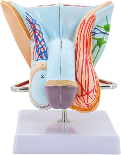Modelo anatómico del sistema genital masculino de tamaño real