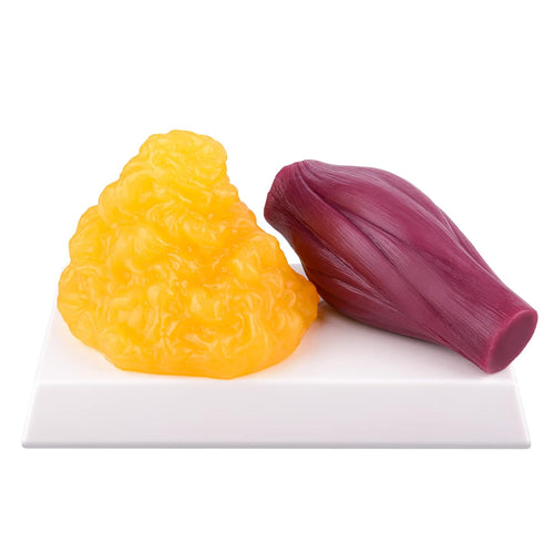 Modelo anatómico de grasa de 1 lb y réplica muscular de 1 libra con base para demostración para nutricionista.