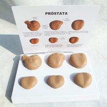 Cargar imagen en el visor de la galería, Modelo Anatómico Masculino de Próstata: Anatomía Normal y Patológica