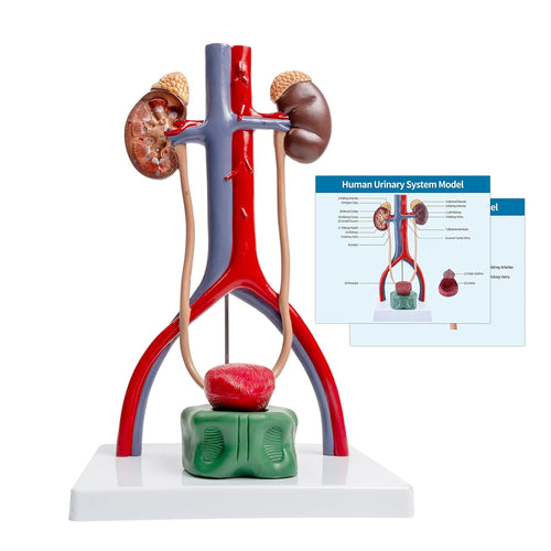 Modelo de anatomía del sistema urinario masculino, riñones de vejiga removibles de tamaño humano urinario y glándulas suprarrenales