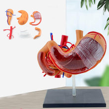 Cargar imagen en el visor de la galería, Modelo realista de anatomía del estómago 4D para educación médica y estudio