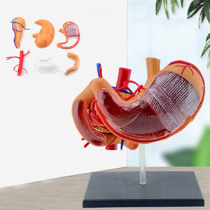 Modelo realista de anatomía del estómago 4D para educación médica y estudio