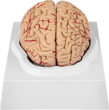 Cargar imagen en el visor de la galería, Modelo Anatómico de Cerebro Humano de 9 partes con base de Tamaño Real