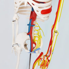 Cargar imagen en el visor de la galería, Modelo de esqueleto humano de tamaño natural de 33.5 pulgadas