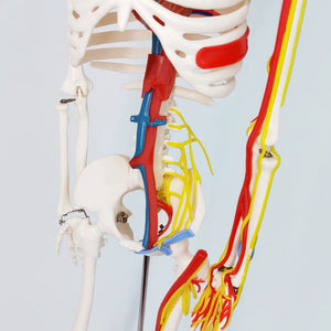 Modelo de esqueleto humano de tamaño natural de 33.5 pulgadas