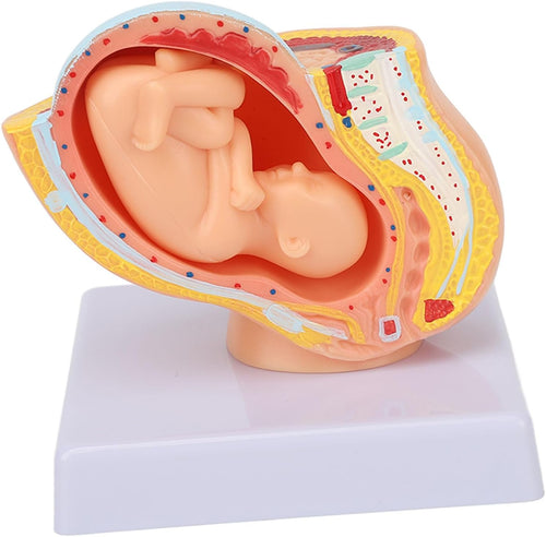 Modelo anatómico de pelvis de mujer embarazada con feto de 9 meses