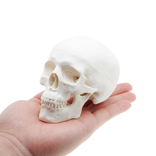 Mini modelo de anatomía de cráneo humano