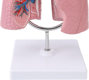 Modelo Anatómico del Sistema Respiratorio Humano