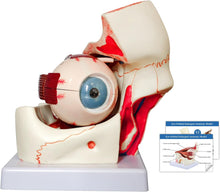 Cargar imagen en el visor de la galería, Modelo de anatomía del globo ocular, modelo de ojo humano desmontable 3x de aumento