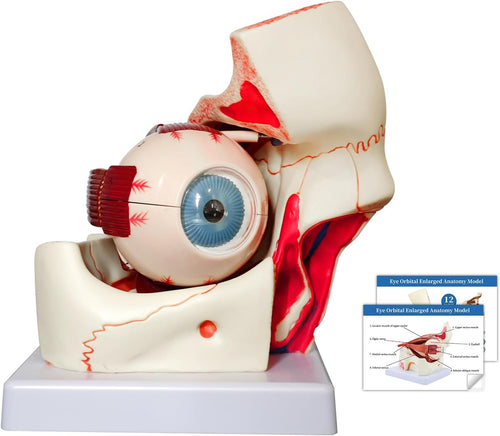 Modelo de anatomía del globo ocular, modelo de ojo humano desmontable 3x de aumento