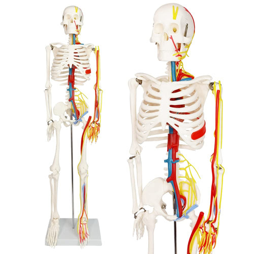 Modelo de esqueleto humano de tamaño natural de 33.5 pulgadas