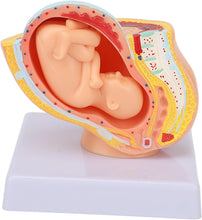 Cargar imagen en el visor de la galería, Modelo anatómico de pelvis de mujer embarazada con feto de 9 meses