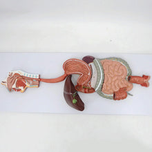Cargar imagen en el visor de la galería, Modelo Anatómico del Sistema Respiratorio Superior y Cavidad Oral – Boca, Nariz y Garganta, Tamaño Real