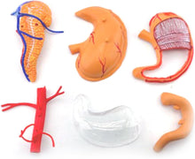 Cargar imagen en el visor de la galería, Modelo realista de anatomía del estómago 4D para educación médica y estudio