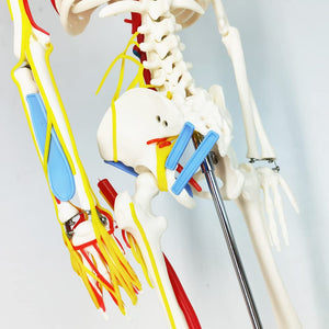Modelo de esqueleto humano de tamaño natural de 33.5 pulgadas
