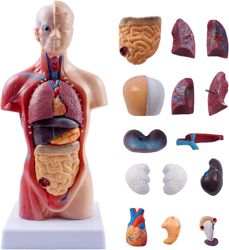 Modelo Anatómico de Cuerpo Humano de 15 piezas