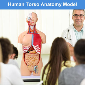 Modelo de anatomía del torso humano de 33.4 pulgadas tamaño real