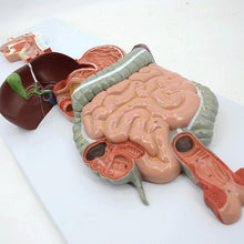 Cargar imagen en el visor de la galería, Modelo Anatómico del Sistema Respiratorio Superior y Cavidad Oral – Boca, Nariz y Garganta, Tamaño Real