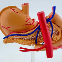 Cargar imagen en el visor de la galería, Modelo realista de anatomía del estómago 4D para educación médica y estudio