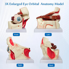 Cargar imagen en el visor de la galería, Modelo de anatomía del globo ocular, modelo de ojo humano desmontable 3x de aumento