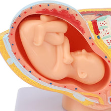 Cargar imagen en el visor de la galería, Modelo anatómico de pelvis de mujer embarazada con feto de 9 meses