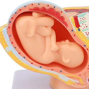 Modelo anatómico de pelvis de mujer embarazada con feto de 9 meses