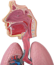 Cargar imagen en el visor de la galería, Modelo Anatómico del Sistema Respiratorio Humano