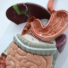 Cargar imagen en el visor de la galería, Modelo Anatómico del Sistema Respiratorio Superior y Cavidad Oral – Boca, Nariz y Garganta, Tamaño Real
