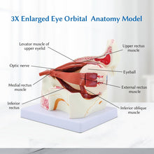 Cargar imagen en el visor de la galería, Modelo de anatomía del globo ocular, modelo de ojo humano desmontable 3x de aumento