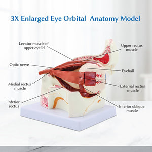 Modelo de anatomía del globo ocular, modelo de ojo humano desmontable 3x de aumento