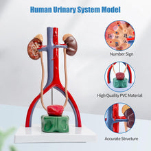 Cargar imagen en el visor de la galería, Modelo de anatomía del sistema urinario masculino, riñones de vejiga removibles de tamaño humano urinario y glándulas suprarrenales