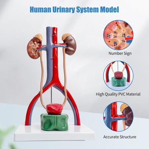 Modelo de anatomía del sistema urinario masculino, riñones de vejiga removibles de tamaño humano urinario y glándulas suprarrenales