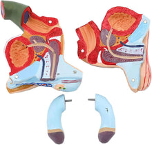 Cargar imagen en el visor de la galería, Modelo anatómico del sistema genital masculino de tamaño real