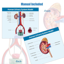 Cargar imagen en el visor de la galería, Modelo de anatomía del sistema urinario masculino, riñones de vejiga removibles de tamaño humano urinario y glándulas suprarrenales