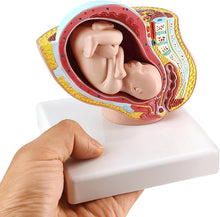 Cargar imagen en el visor de la galería, Modelo Anatómico de Embarazo y  Pélvis Femenina Humana con Embarazo 9 Meses Modo Feto Bebé 1/2 Tamaño Natural con Órganos Extraíbles