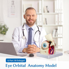 Cargar imagen en el visor de la galería, Modelo de anatomía del globo ocular, modelo de ojo humano desmontable 3x de aumento
