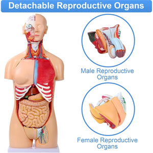Modelo de anatomía del torso humano de 33.4 pulgadas tamaño real