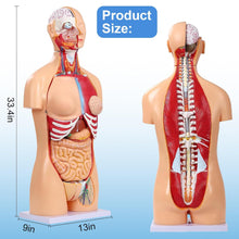 Cargar imagen en el visor de la galería, Modelo de anatomía del torso humano de 33.4 pulgadas tamaño real