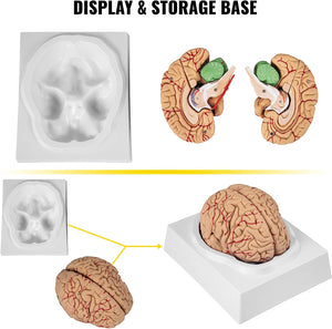 Modelo Anatómico de Cerebro Humano de 9 partes con base de Tamaño Real