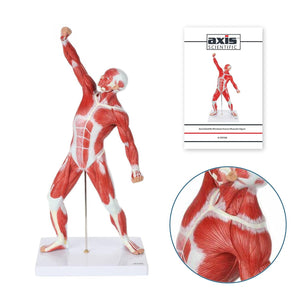 Modelo de sistema muscular de 20 pulgadas