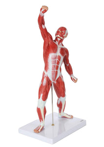 Modelo de sistema muscular de 20 pulgadas