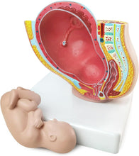 Cargar imagen en el visor de la galería, Modelo Anatómico de Embarazo y  Pélvis Femenina Humana con Embarazo 9 Meses Modo Feto Bebé 1/2 Tamaño Natural con Órganos Extraíbles