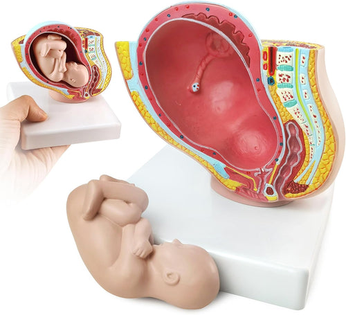 Modelo Anatómico de Embarazo y  Pélvis Femenina Humana con Embarazo 9 Meses Modo Feto Bebé 1/2 Tamaño Natural con Órganos Extraíbles