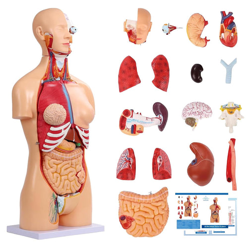 Modelo de anatomía del torso humano de 33.4 pulgadas tamaño real
