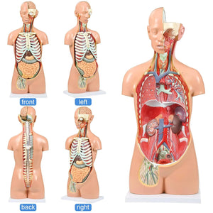 Modelo de anatomía del torso humano de 33.4 pulgadas tamaño real