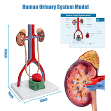 Cargar imagen en el visor de la galería, Modelo de anatomía del sistema urinario masculino, riñones de vejiga removibles de tamaño humano urinario y glándulas suprarrenales