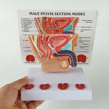 Cargar imagen en el visor de la galería, Modelo de próstata masculino humano y vejiga abdominal