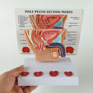 Modelo de próstata masculino humano y vejiga abdominal