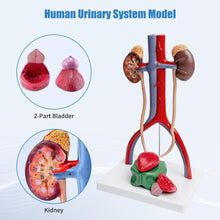 Cargar imagen en el visor de la galería, Modelo de anatomía del sistema urinario masculino, riñones de vejiga removibles de tamaño humano urinario y glándulas suprarrenales