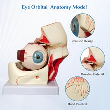 Cargar imagen en el visor de la galería, Modelo de anatomía del globo ocular, modelo de ojo humano desmontable 3x de aumento